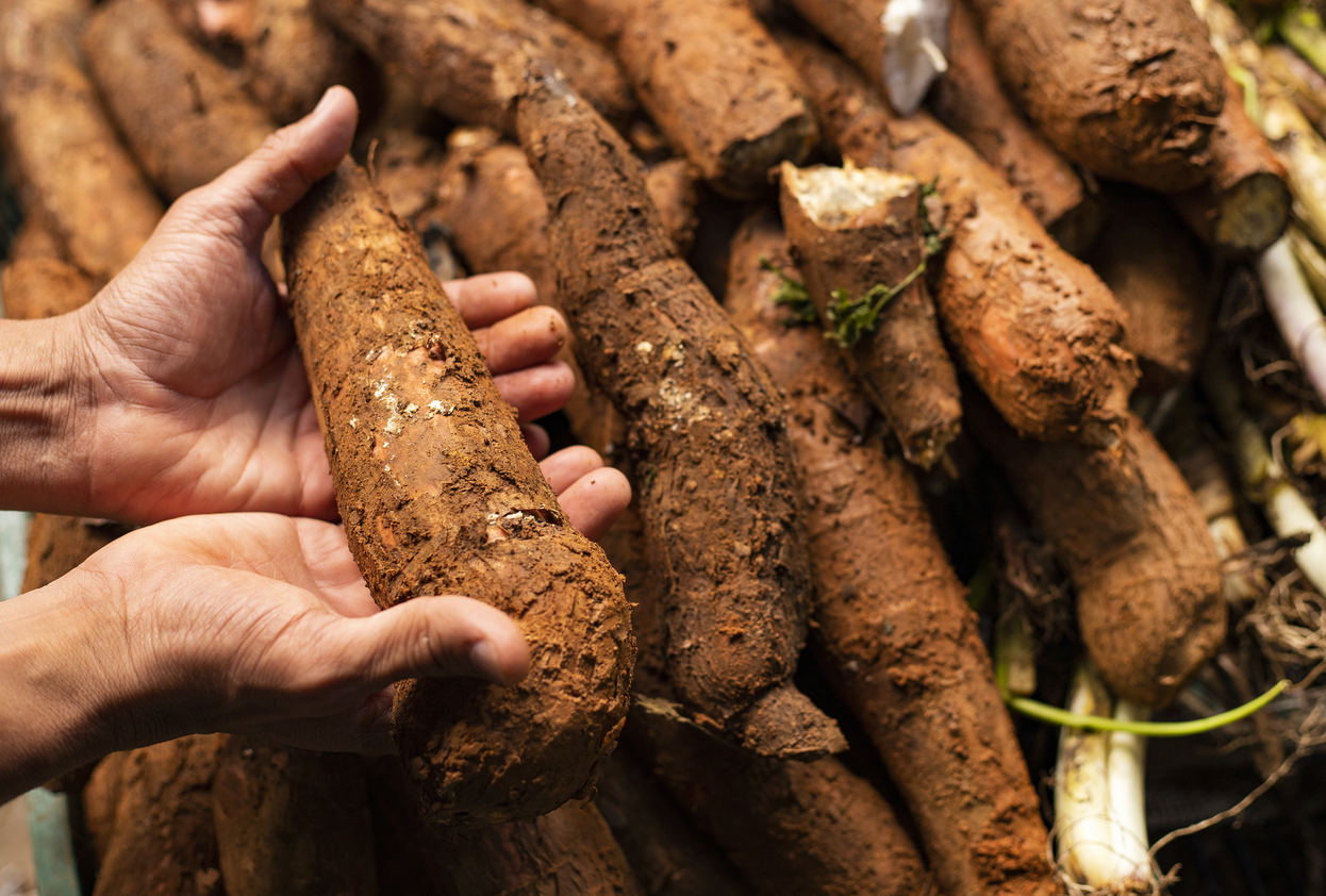 Fresh Tapioca / Cassava